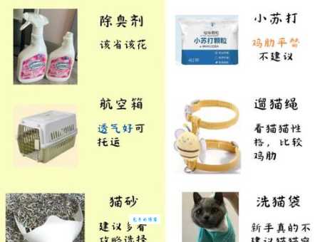 现在豹猫多少钱可以入手？这份指南帮你避坑