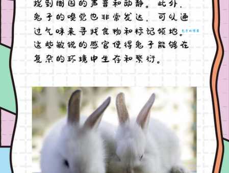 兔子喜欢吃什么？揭秘兔子的生活习性与饮食偏好