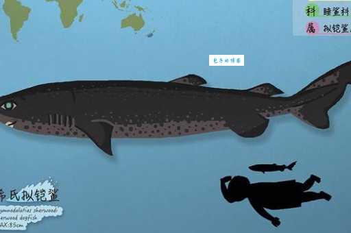 鲨鱼是哺乳动物吗？这个冷知识你必须知道