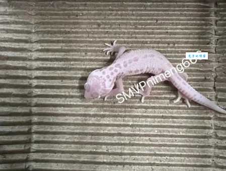 豹猫守宫怎么养？豹猫守宫饲养环境和日常护理