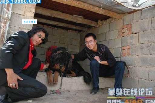 藏獒赤古多少钱一只？纯种藏獒赤古价格大揭秘！