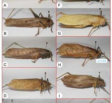 纺织娘是什么昆虫？农村小孩常抓的这种虫子你认识吗？