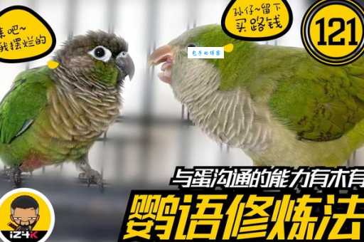 鲜红胸鹦鹉会说话吗？教你训练说话的技巧！