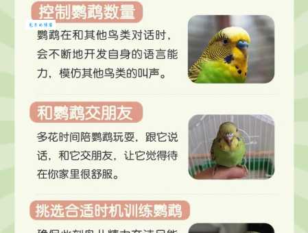 鲜红胸鹦鹉会说话吗？教你训练说话的技巧！