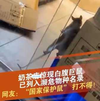 白腹巨鼠咬人吗？家里出现老鼠怎么办？