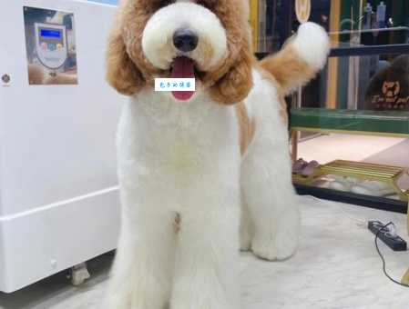 古牧犬智商在犬类中排第几？答案都在这里！