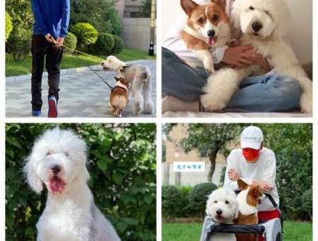 古牧犬智商在犬类中排第几？答案都在这里！