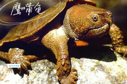 平胸龟和什么龟混养好？平胸龟混养经验分享