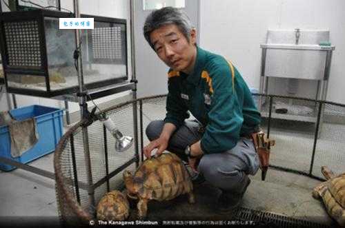 蛛网龟能长多大？饲养环境和体型关系揭秘！