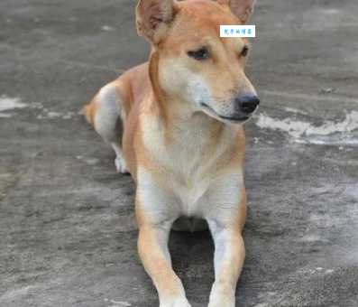 红影犬寿命有多长？掌握这几点延长狗狗寿命！