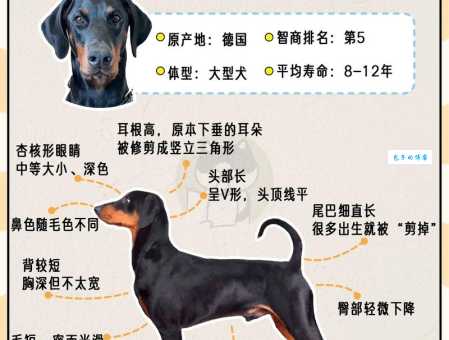 杜宾犬兽哪里有卖？正规犬舍购买攻略看这里！