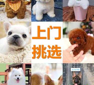 不同品种长不大宠物狗价格差异大，你选对了吗？
