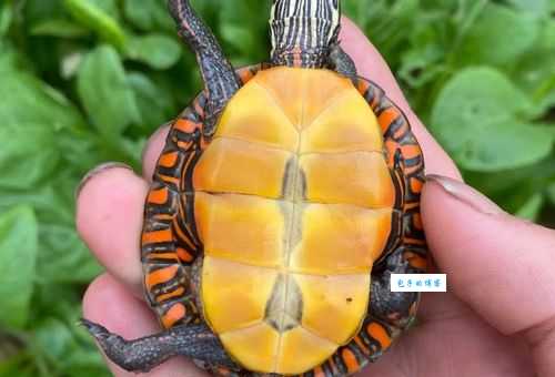 西部锦龟吃什么？不同阶段喂食技巧大公开！