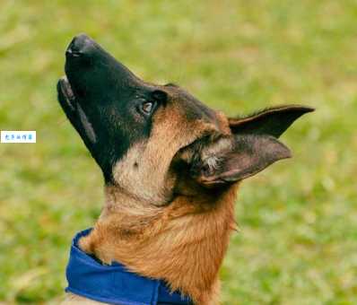 比利时玛利诺犬多少钱一只？价格影响因素大揭秘！