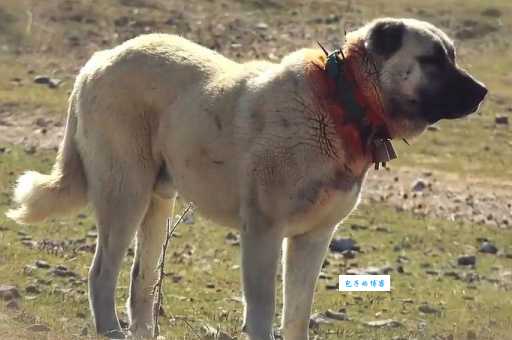 比利时玛利诺犬多少钱一只？价格影响因素大揭秘！