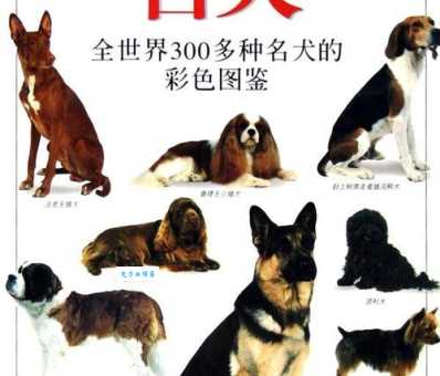 萨路基猎犬性格怎么样？是不是很凶猛适合家养吗？
