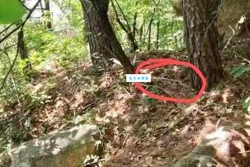 土谷蛇长什么样子？图片对比教你快速识别！