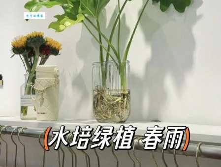 象龟健康养护指南，新手也能养出好状态！