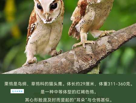 你知道吗？猫头鹰的这些特点让人惊叹不已