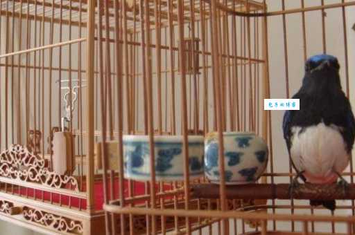 蓝燕鸟叫声怎么样区分？教你几招辨别蓝燕鸟叫声！