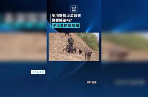 意大利野猪泛滥，专家支招如何应对