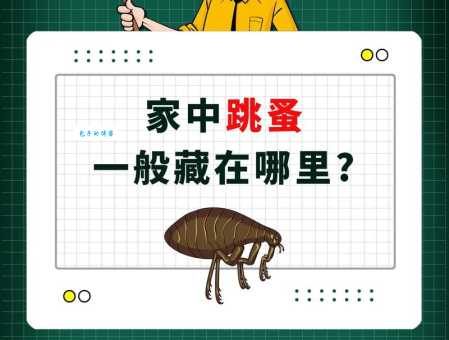 跳蚤怕什么？这几种方法让跳蚤无处可藏！