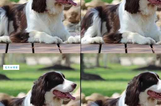 史宾格犬寿命有多长？如何延长爱犬的寿命？