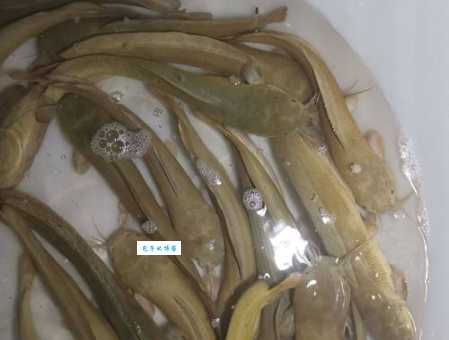 塘鲺是什么鱼？听说营养价值很高是真的假的？