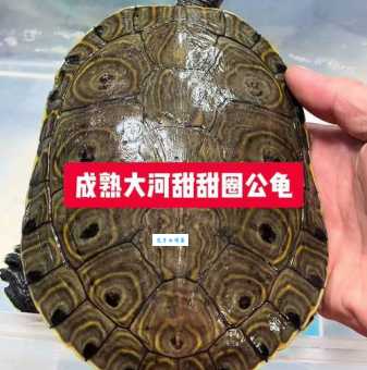 甜甜圈龟吃什么？新手喂养龟粮的那些小知识