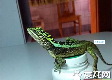 丽纹龙蜥多少钱一只？丽纹龙蜥价格及购买渠道