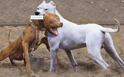 杜高打比特犬谁会赢？专业分析告诉你答案！