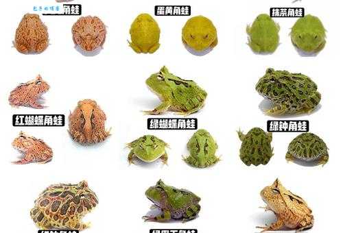 蝴蝶角蛙有毒吗？新手饲养前必看这些知识点！