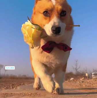 雪狼狗多少钱一只？不同品相价格差异大！