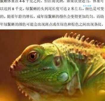 绿鬣蜥怎么养？新手入门必看饲养指南！