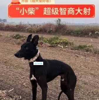 小猎兔犬多少钱一只？告诉你小猎兔犬真实价格