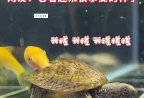 小乌龟洗澡不配合怎么办？教你轻松搞定它！