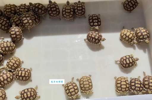 小乌龟洗澡不配合怎么办？教你轻松搞定它！