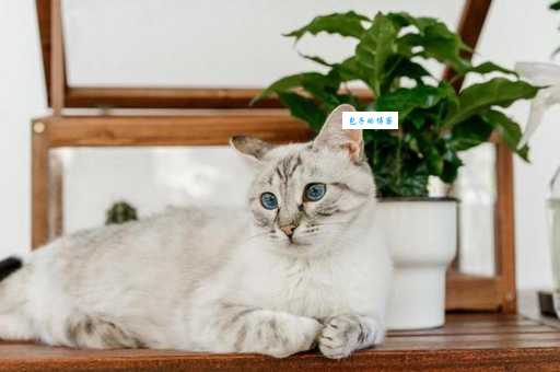 波米拉猫性格怎么样？饲养波米拉猫的几个优点！
