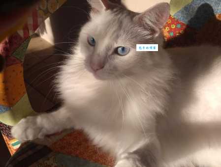 波米拉猫性格怎么样？饲养波米拉猫的几个优点！