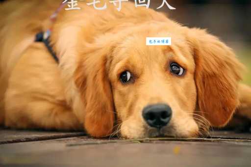 金毛寻回犬多少钱一只？购买渠道有哪些？