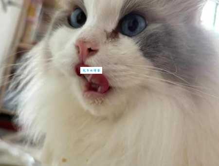 波斯猫的眼睛流泪咋回事？这些原因一定要知道！