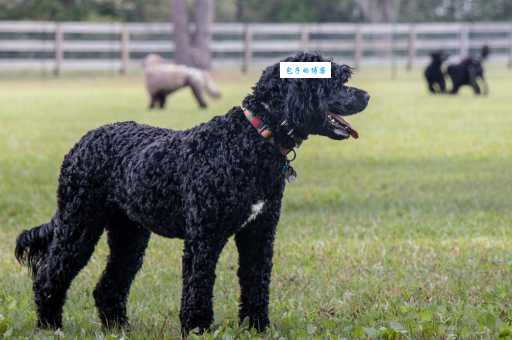 葡萄牙水犬怎么训练？简单易懂的训练教程！