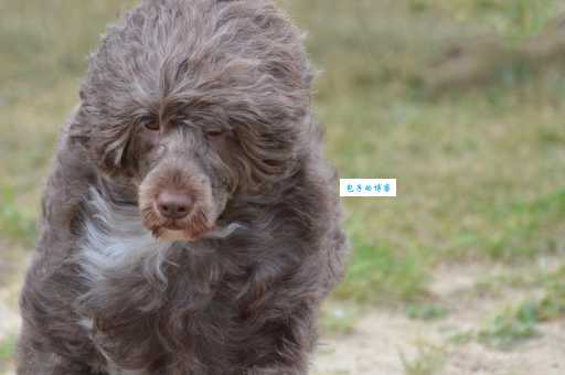 葡萄牙水犬怎么训练？简单易懂的训练教程！