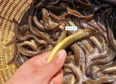 想养苦力泥鳅？掌握这些方法养殖其实很简单！