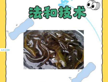 想养苦力泥鳅？掌握这些方法养殖其实很简单！