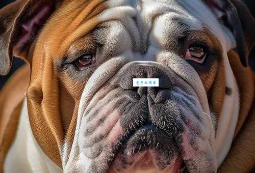 英国斗牛犬性格怎么样？适合家养吗？