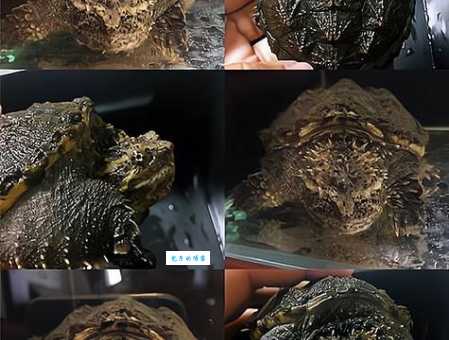 鳄鱼龟饲养方法大揭秘（新手也能养活的技巧）