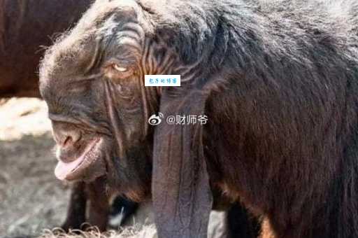 大马士革山羊为啥这么贵？看完你就知道原因了！