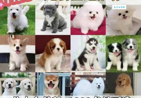 白博美犬价格多少钱一只？买之前必看攻略！