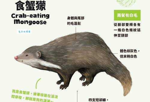 食蟹狐长什么样子？习性有什么特别之处？